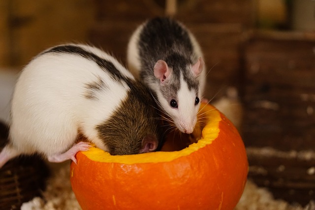 rat-1759485_640